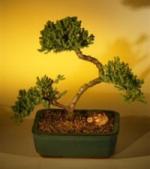 Juniper Bonsai Curved Trunk.jpg